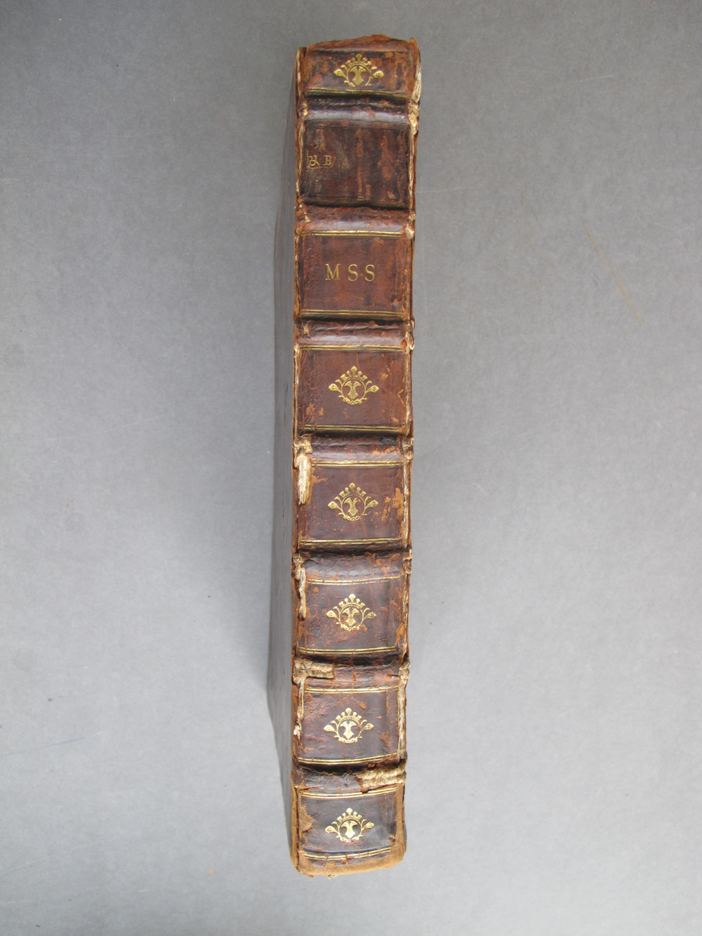 Spine