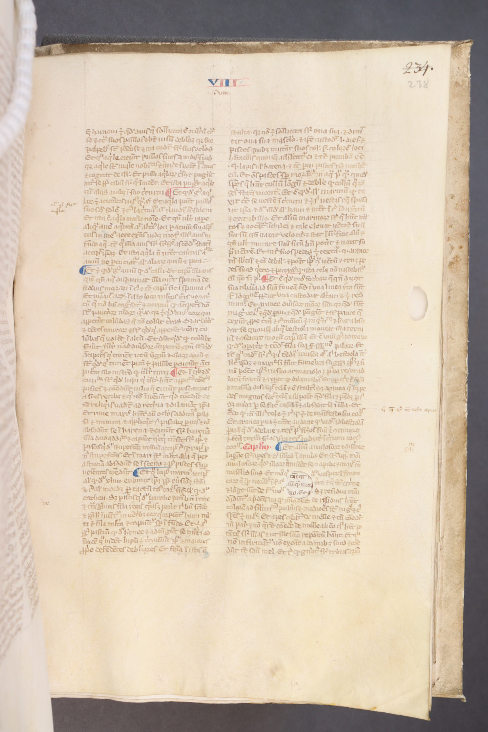 Folio 238  recto