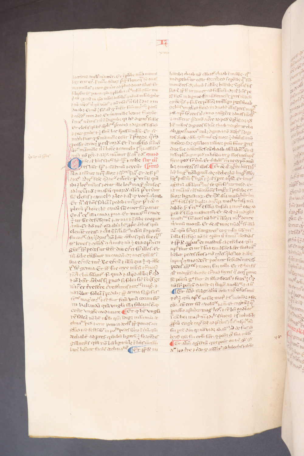 Folio 264  verso